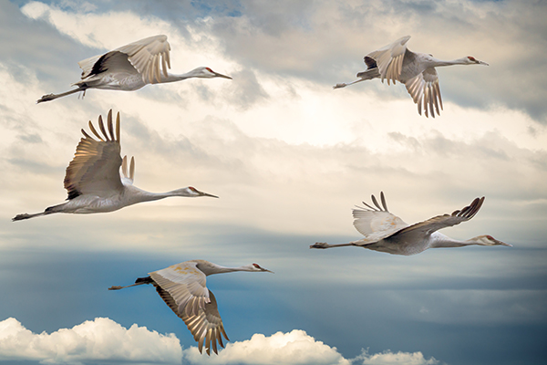 Sandhill Cranes migrating