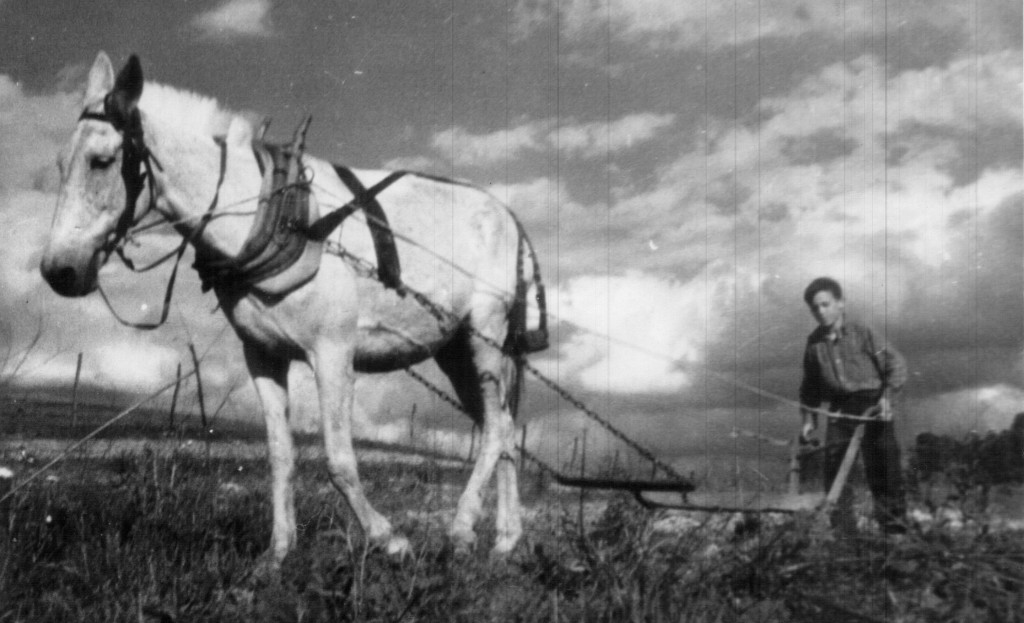 man plowing a field with a horse