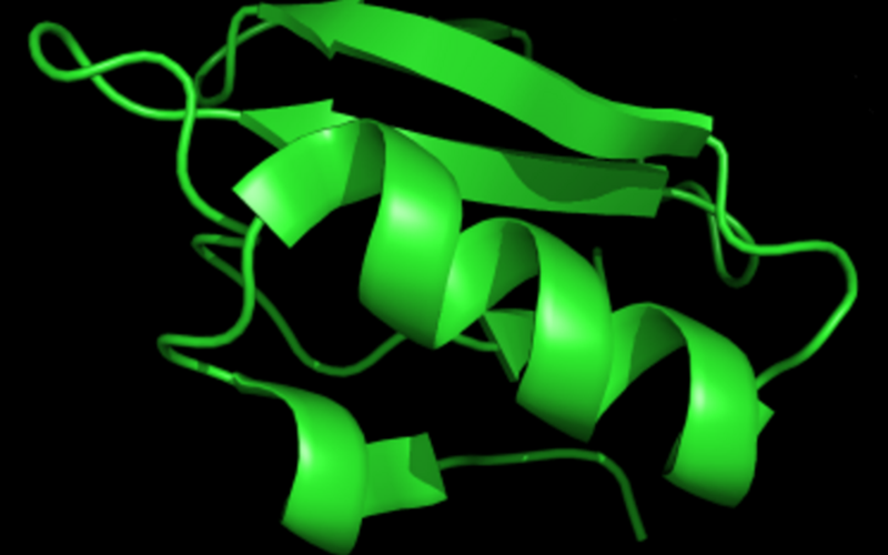 protein fold