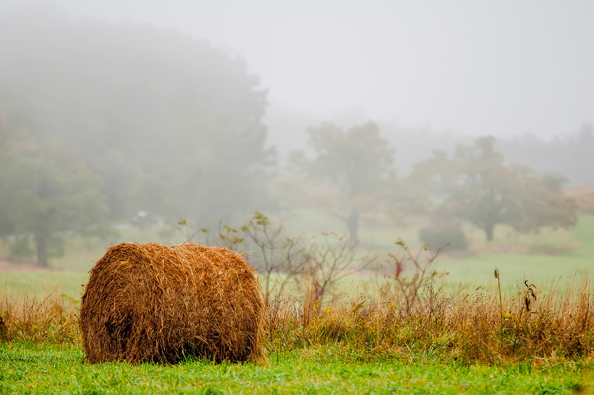 Farm in Virginia