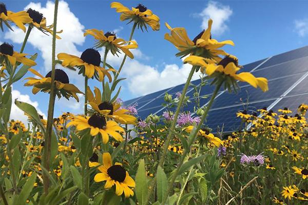 solar panels with black-eyed susans in the foreground